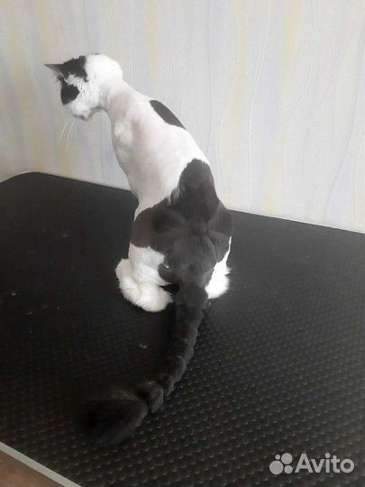 Стрижка котиков и кошечек