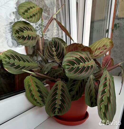 Маранта Фасцинатор триколор