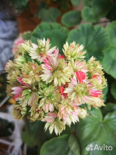 Занальна кактусовидная пеларгония Mallorka