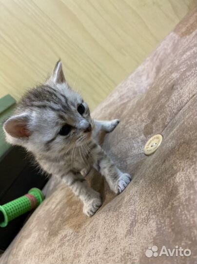 Британские котята