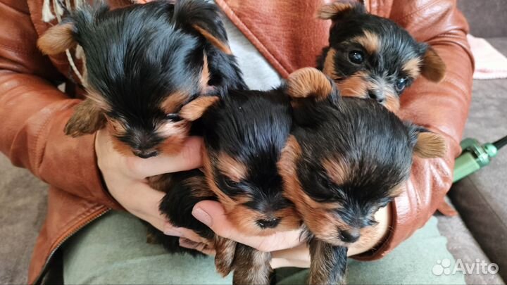 Йоркширский терьер мини