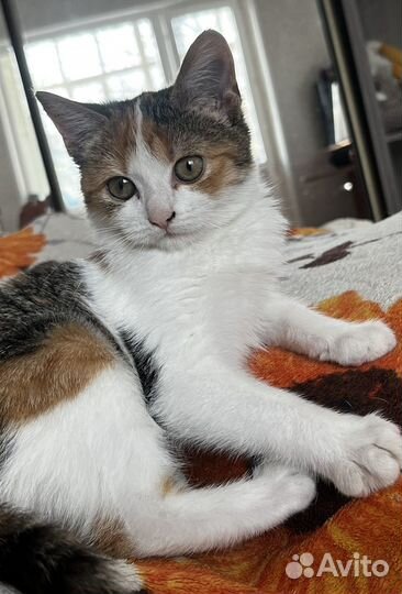 Кошка