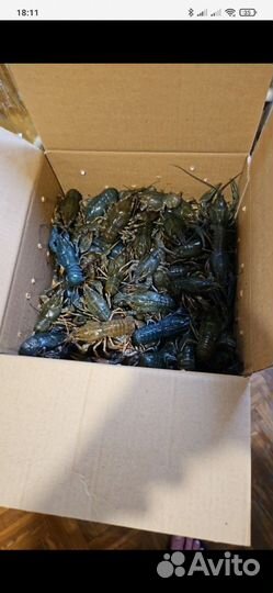 Живые раки в розницу и оптом