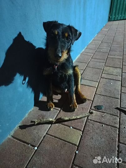 Вязка ягдтерьера