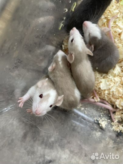 Крысята
