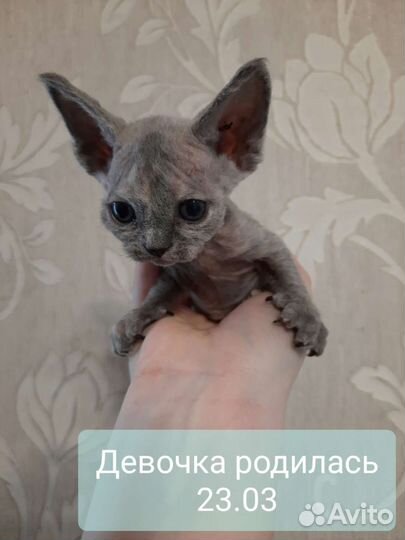 Котята девон-рекс