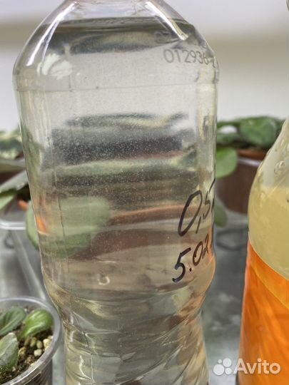 Инфузория (живая пыль)