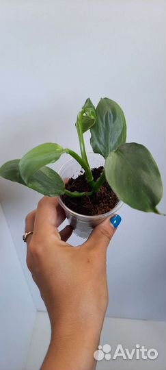 Филодендрон, пальмы,нолина,аукуба