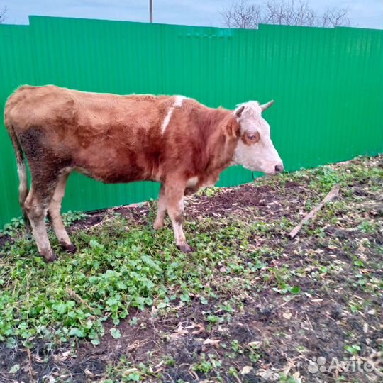 Корова телята и бычки