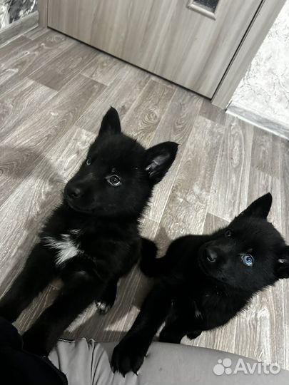 Щенки девочки