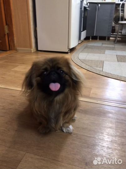 Присмотр за животными