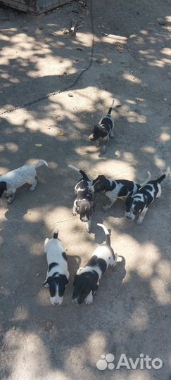Щенки