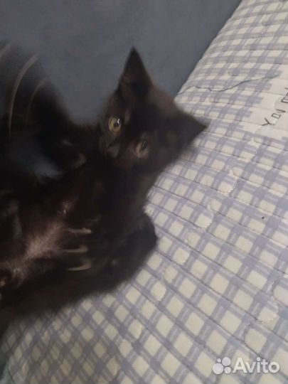 Кошка в дар бесплатно