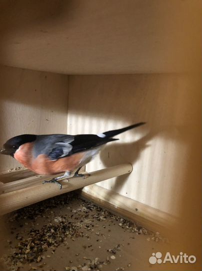 Певчие птицы