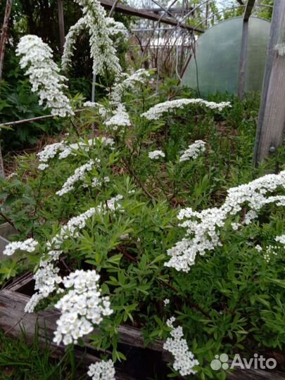 Цветы для сада многолетники