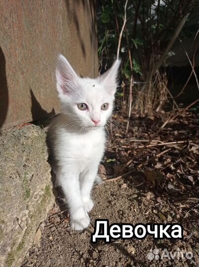 Котята ищут дом