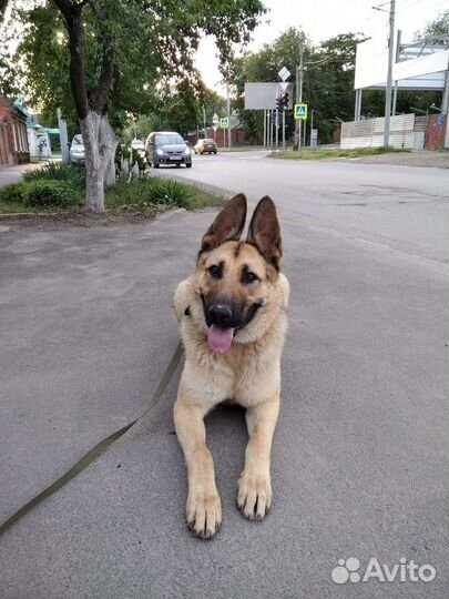 Вязка кобель