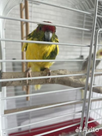 Попугаи Корелла и Какарик