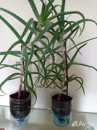 Алоэ столетник