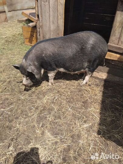 Вьетнамские поросята