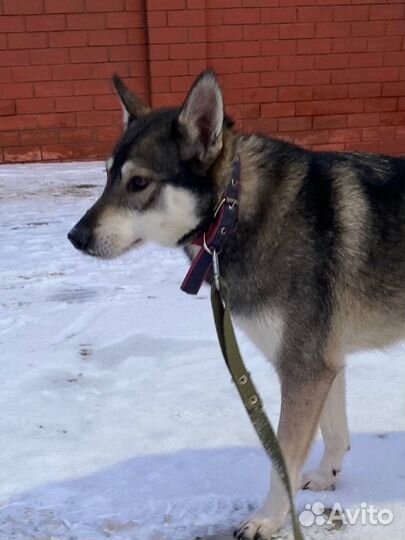 Собаке срочно нужен дом