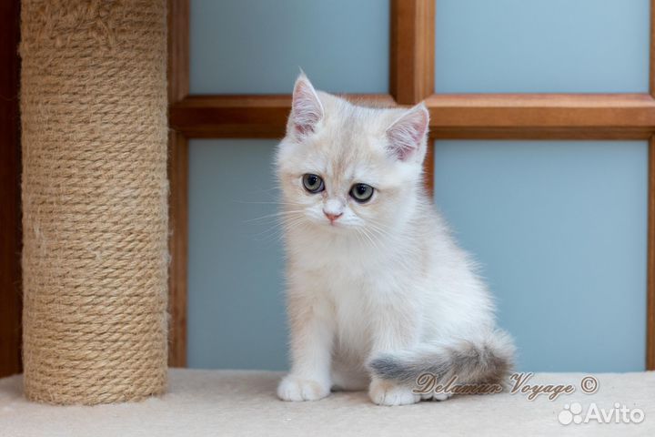 Британские котята из питомника, Мальвина AY12