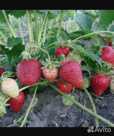 Рассада клубники. Мармелада