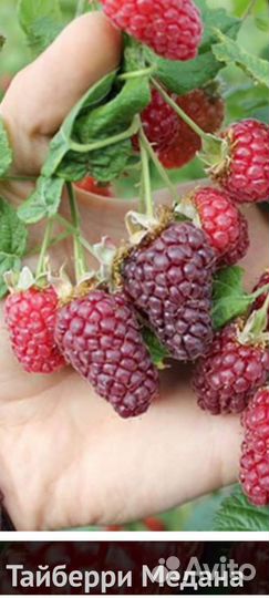 Саженцы ежемалины