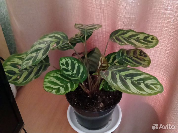 Калатея макояна