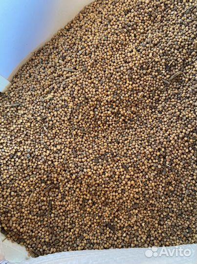 Семена горчицы 2 сорт