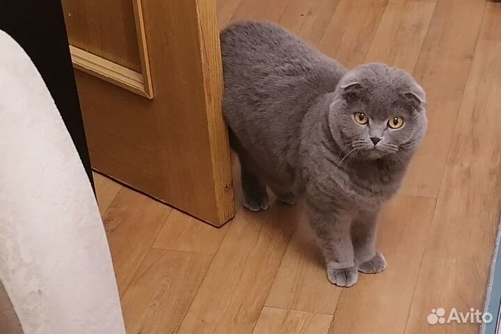 Отдам кошку