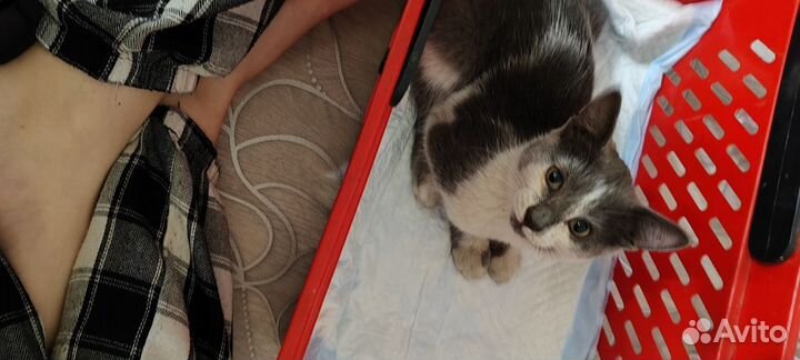 Котëнок ср0чн0