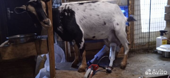 Козье молоко