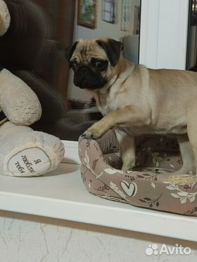 Мопс девочка