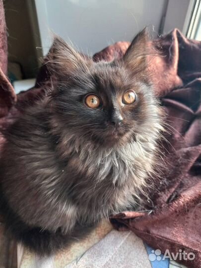 Три котенка