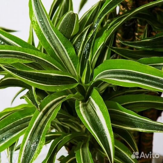 Драцена лимон лайм
