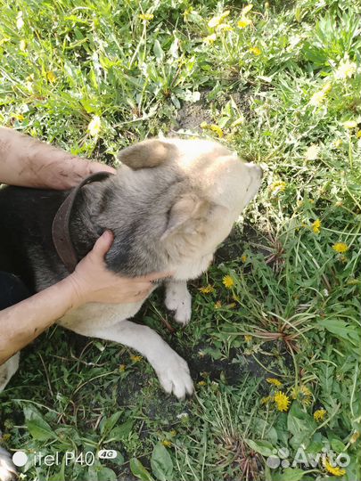 Собака в добрые руки отдам бесплатно