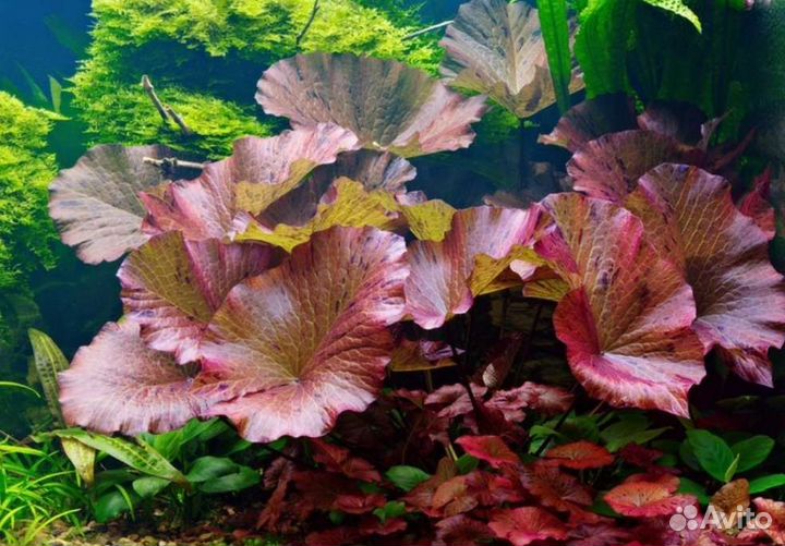 Нимфея клубни, Аквариумные растения в ассортименте