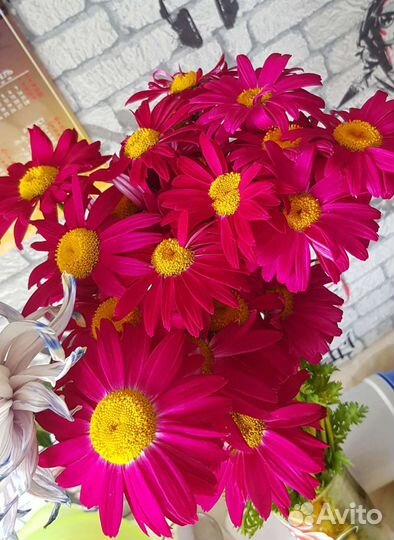 Многолетний цветок. пиретрум