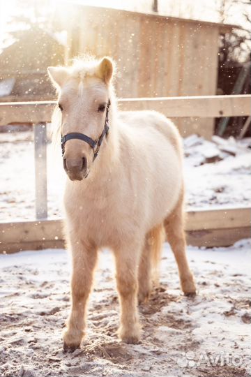 Шетлендская пони кобыла 4 года