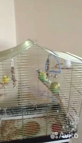 Клетка с попугаями