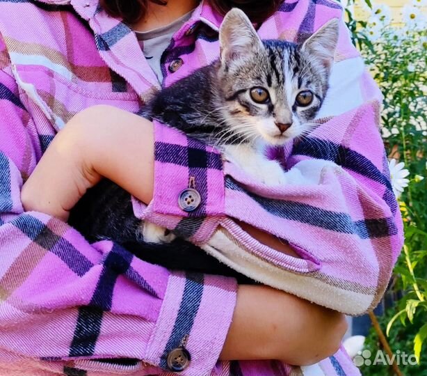 Котята в добрые руки бесплатно