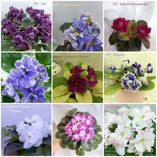 Сортовые фиалки стандарт, мини и полумини