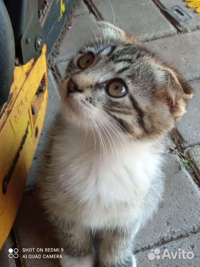 Шотландский вислоухий