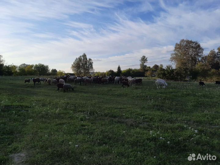 Овцы бараны