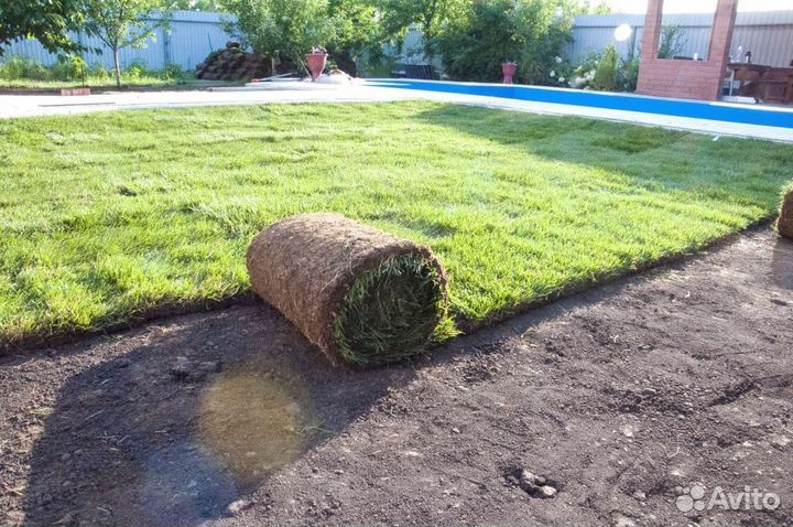 Рулонный газон, укладка рулонного газона