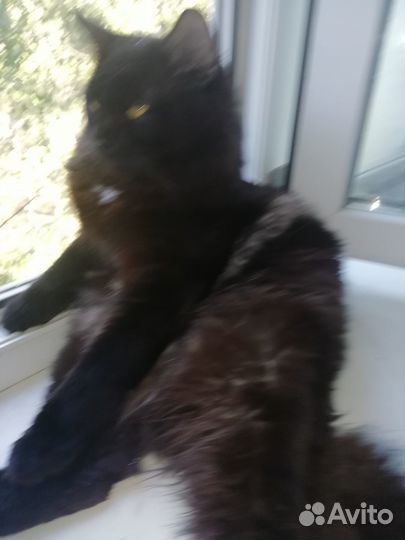 Отдам котика в добрые руки