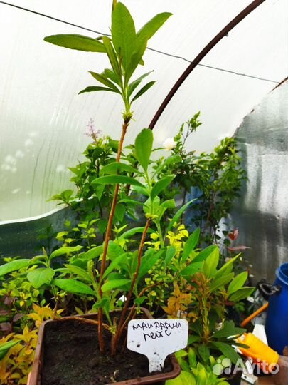 Рододендрон