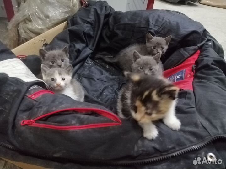 Котята в добрые руки