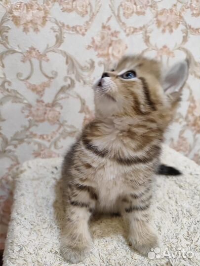 Шотландская